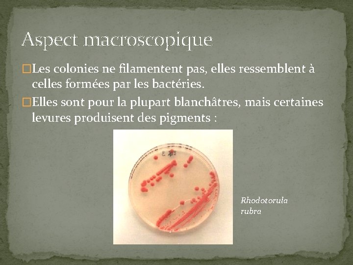 Aspect macroscopique �Les colonies ne filamentent pas, elles ressemblent à celles formées par les