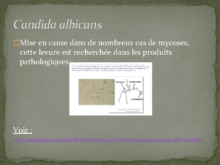 Candida albicans �Mise en cause dans de nombreux cas de mycoses, cette levure est