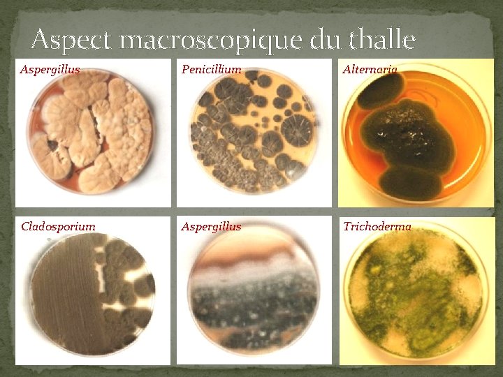 Aspect macroscopique du thalle Aspergillus Penicillium Alternaria Cladosporium Aspergillus Trichoderma 