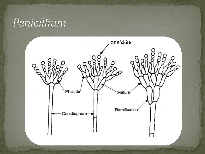 Penicillium 