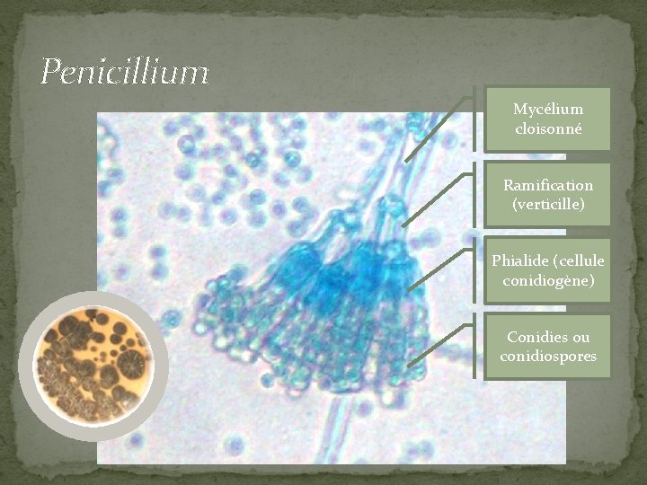 Penicillium Mycélium cloisonné Ramification (verticille) Phialide (cellule conidiogène) Conidies ou conidiospores 