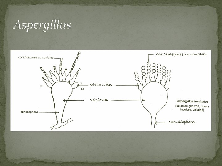 Aspergillus 