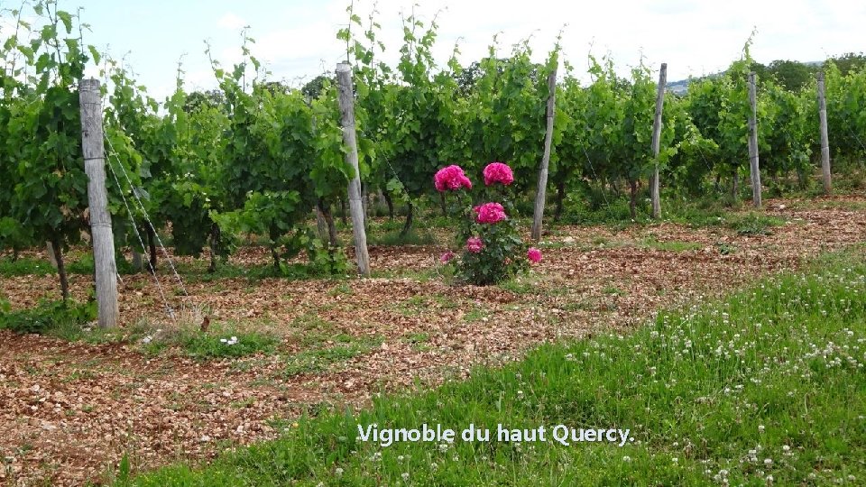 Vignoble du haut Quercy. 