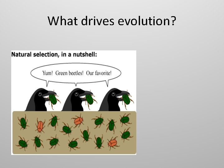 What drives evolution? What drives evolution?