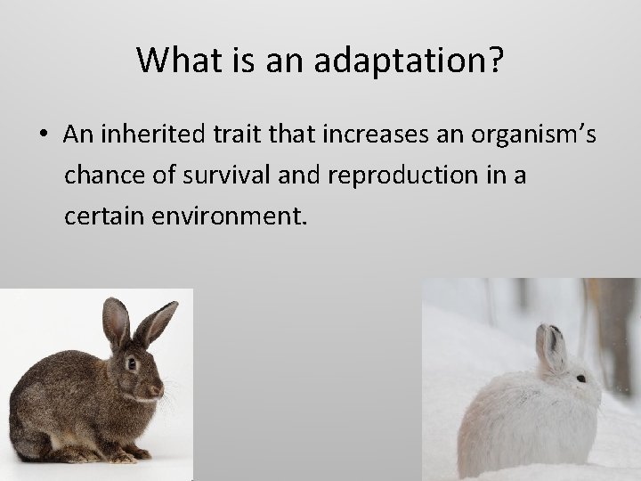 What is an adaptation? • An inherited trait that increases an organism’s chance of What is an adaptation? • An inherited trait that increases an organism’s chance of