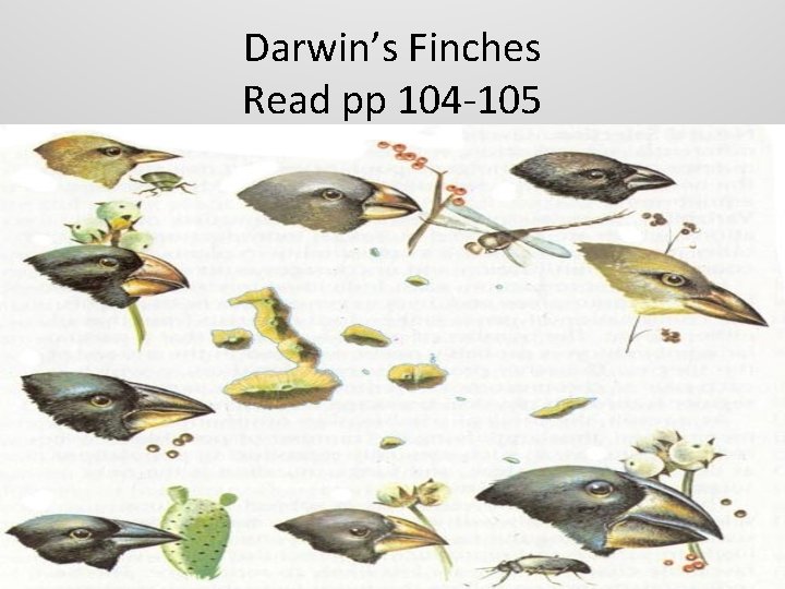 Darwin’s Finches Read pp 104 -105 Darwin’s Finches Read pp 104 -105