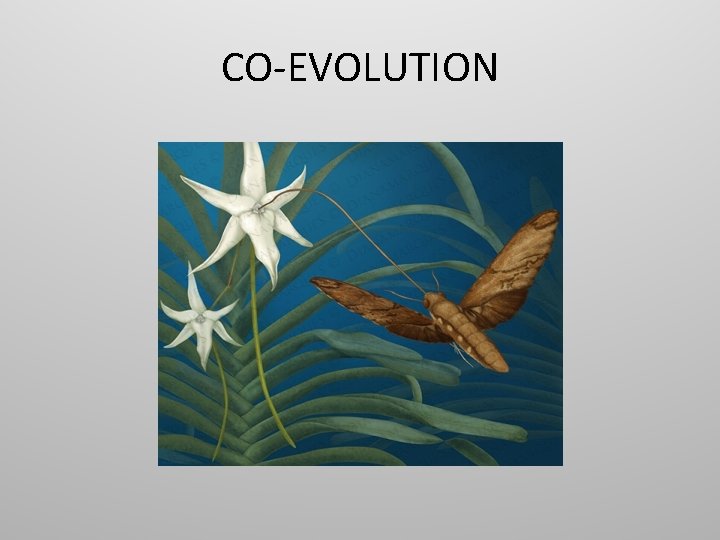 CO-EVOLUTION CO-EVOLUTION
