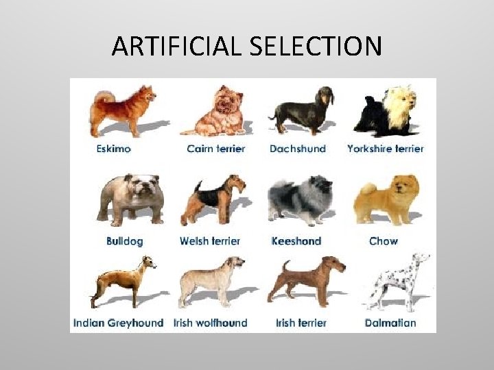 ARTIFICIAL SELECTION ARTIFICIAL SELECTION