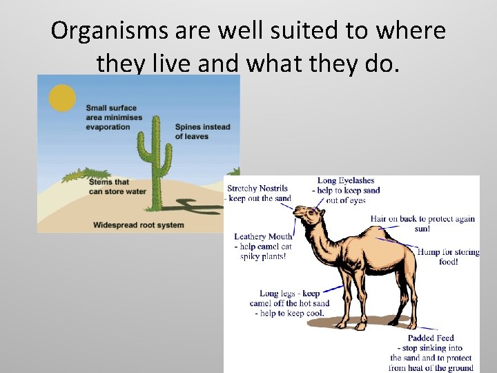 Organisms are well suited to where they live and what they do. Organisms are well suited to where they live and what they do.