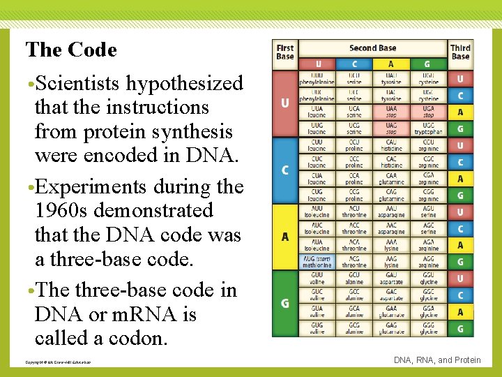 The Code • Scientists hypothesized that the instructions from protein synthesis were encoded in