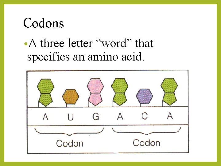 Codons • A three letter “word” that specifies an amino acid. 