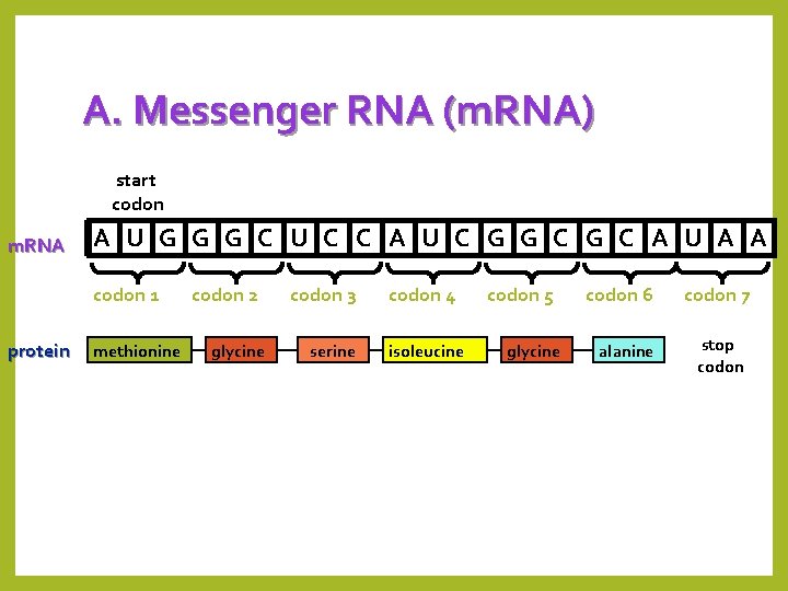 A. Messenger RNA (m. RNA) start codon m. RNA A U G G G