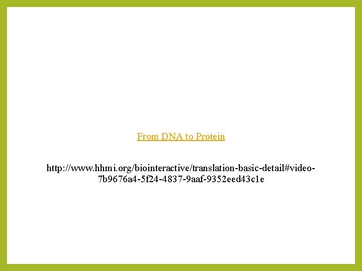 From DNA to Protein http: //www. hhmi. org/biointeractive/translation-basic-detail#video 7 b 9676 a 4 -5