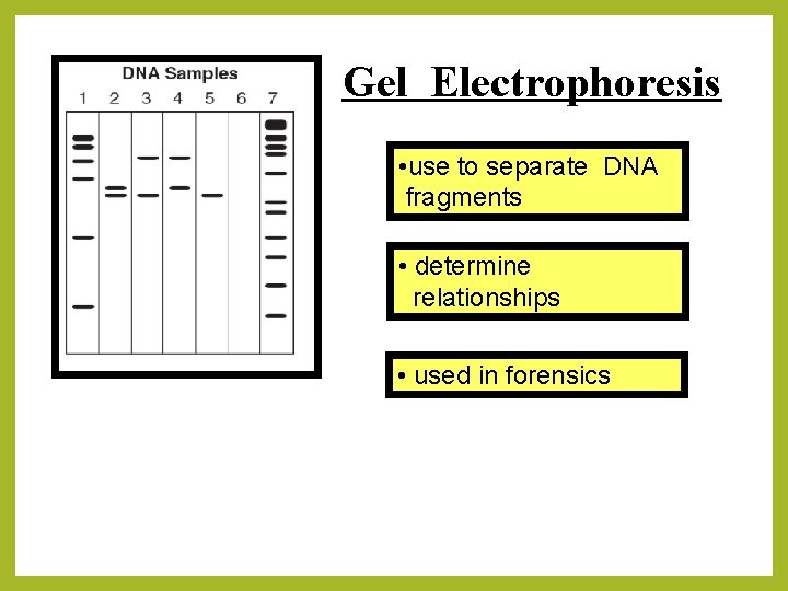 Gel Electrophoresis • use to separate DNA fragments • determine relationships • used in