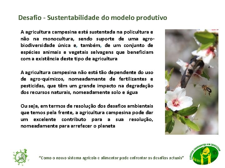 Desafio - Sustentabilidade do modelo produtivo A agricultura campesina está sustentada na policultura e