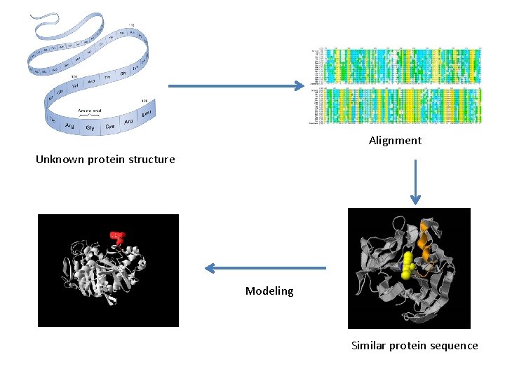 Alignment Unknown protein structure Modeling Similar protein sequence 