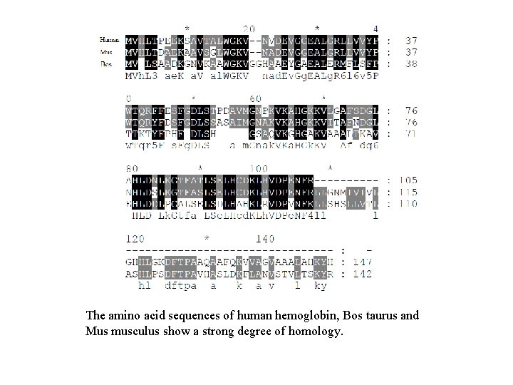 The amino acid sequences of human hemoglobin, Bos taurus and Mus musculus show a