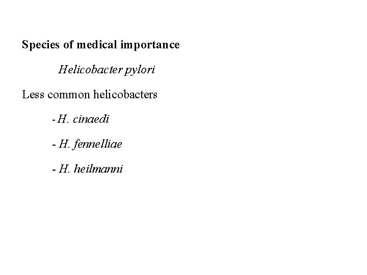 Species of medical importance Helicobacter pylori Less common helicobacters - H. cinaedi - H.