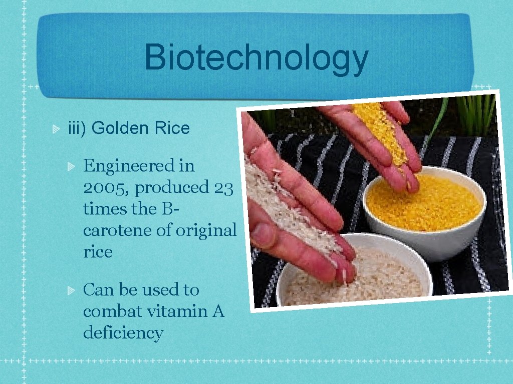 Biotechnology iii) Golden Rice Engineered in 2005, produced 23 times the Bcarotene of original