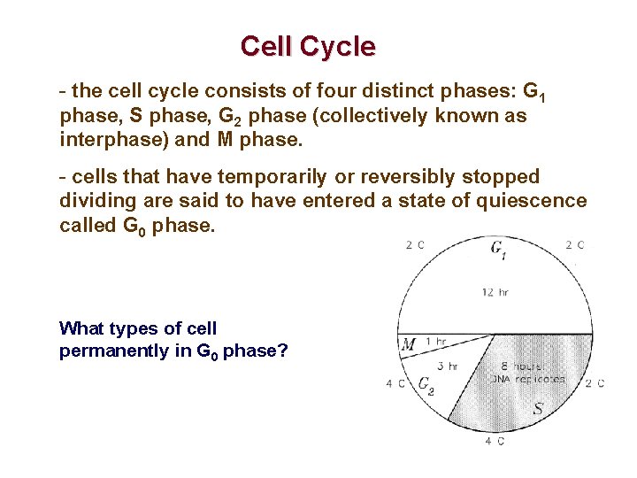 Cell Cycle - the cell cycle consists of four distinct phases: G 1 phase,