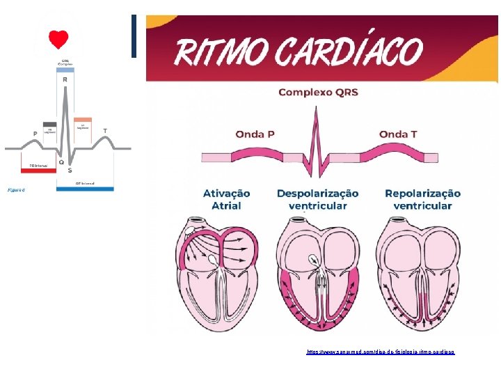 European Resuscitation Council RITMO CARDÍACO https: //www. sanarmed. com/dica-de-fisiologia-ritmo-cardiaco 