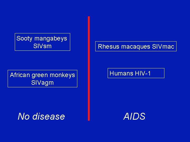 Sooty mangabeys SIVsm African green monkeys SIVagm No disease Rhesus macaques SIVmac Humans HIV-1 Sooty mangabeys SIVsm African green monkeys SIVagm No disease Rhesus macaques SIVmac Humans HIV-1