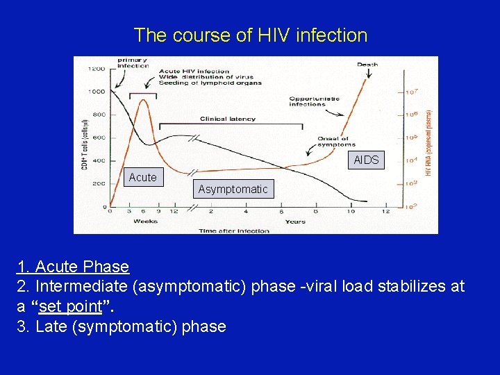 The course of HIV infection AIDS Acute Asymptomatic 1. Acute Phase 2. Intermediate (asymptomatic)