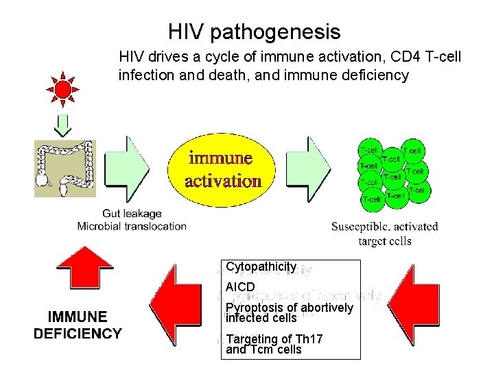 HIV pathogenesis HIV drives a cycle of immune activation, CD 4 T-cell infection and