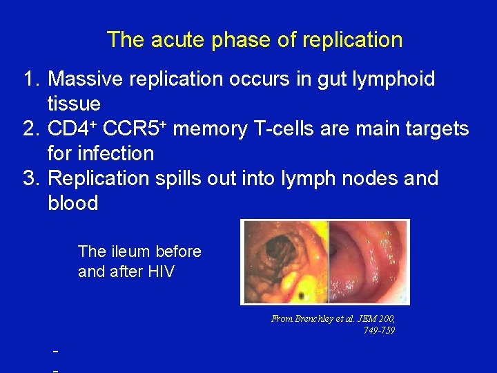 The acute phase of replication 1. Massive replication occurs in gut lymphoid tissue 2. The acute phase of replication 1. Massive replication occurs in gut lymphoid tissue 2.