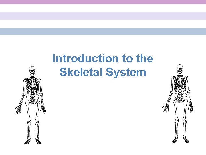 Introduction to the Skeletal System 