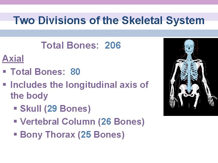 Two Divisions of the Skeletal System Total Bones: 206 Axial § Total Bones: 80