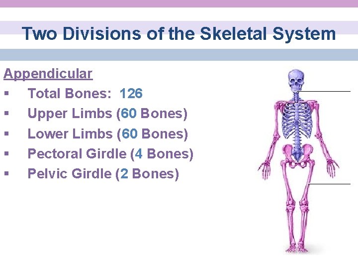 Two Divisions of the Skeletal System Appendicular § Total Bones: 126 § Upper Limbs