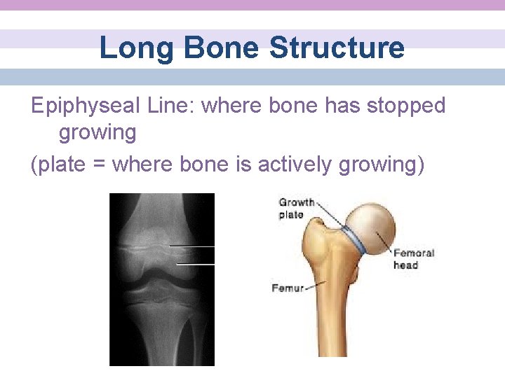 Long Bone Structure Epiphyseal Line: where bone has stopped growing (plate = where bone