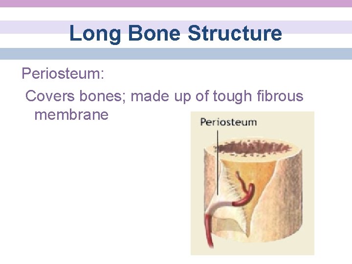 Long Bone Structure Periosteum: Covers bones; made up of tough fibrous membrane 