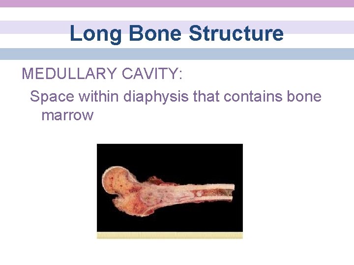 Long Bone Structure MEDULLARY CAVITY: Space within diaphysis that contains bone marrow 
