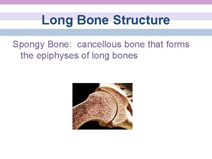 Long Bone Structure Spongy Bone: cancellous bone that forms the epiphyses of long bones
