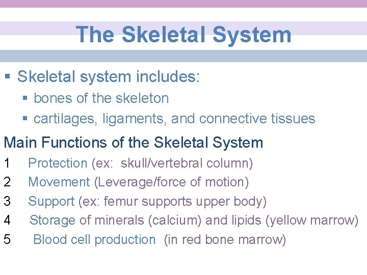 The Skeletal System § Skeletal system includes: § bones of the skeleton § cartilages,