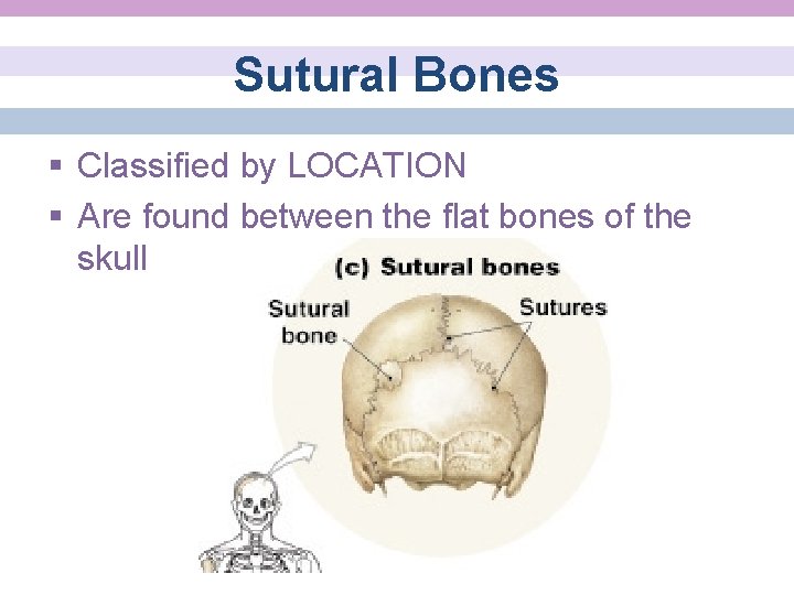 Sutural Bones § Classified by LOCATION § Are found between the flat bones of