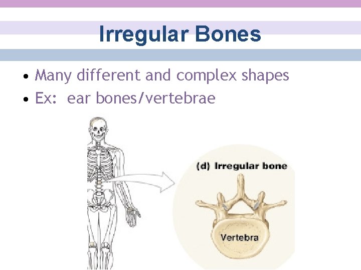 Irregular Bones • Many different and complex shapes • Ex: ear bones/vertebrae 