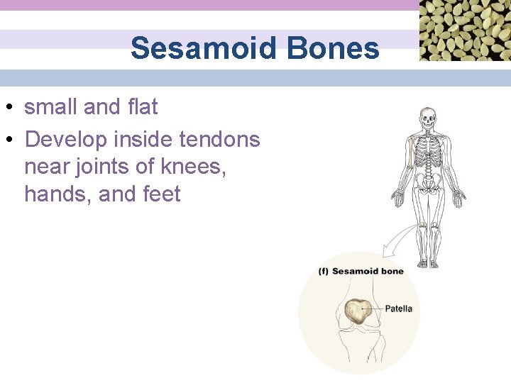 Sesamoid Bones • small and flat • Develop inside tendons near joints of knees,