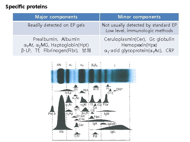 Specific proteins Major components Minor components Readily detected on EP gels Not usually detected