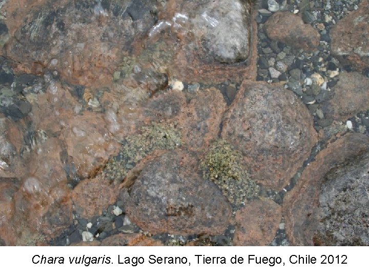 Chara vulgaris. Lago Serano, Tierra de Fuego, Chile 2012 