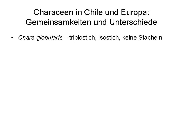 Characeen in Chile und Europa: Gemeinsamkeiten und Unterschiede • Chara globularis – triplostich, isostich,