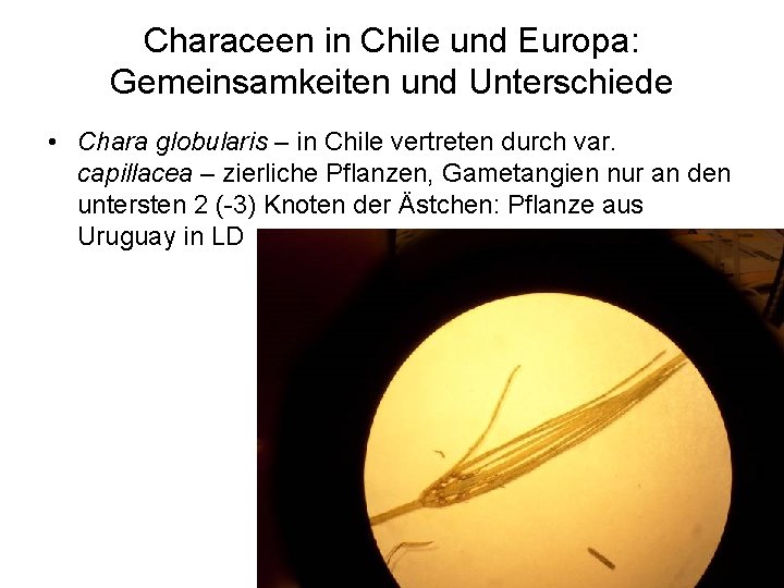 Characeen in Chile und Europa: Gemeinsamkeiten und Unterschiede • Chara globularis – in Chile