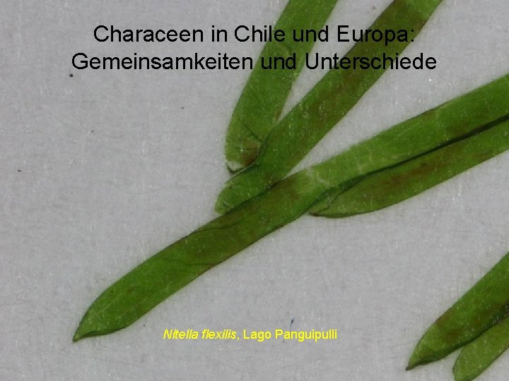 Characeen in Chile und Europa: Gemeinsamkeiten und Unterschiede Nitella flexilis, Lago Panguipulli 