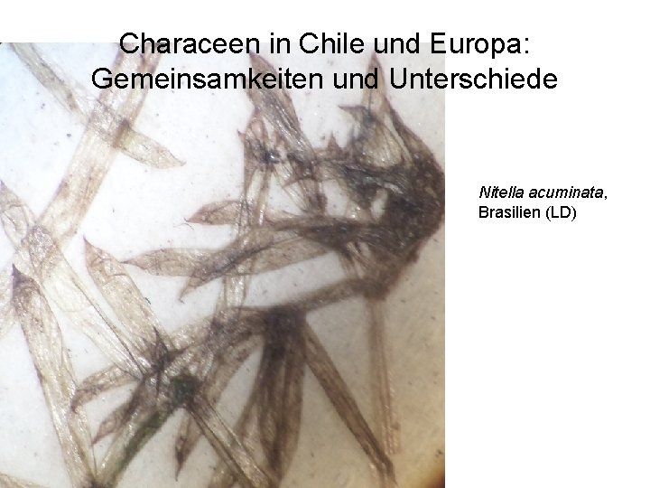 Characeen in Chile und Europa: Gemeinsamkeiten und Unterschiede Nitella acuminata, Brasilien (LD) 