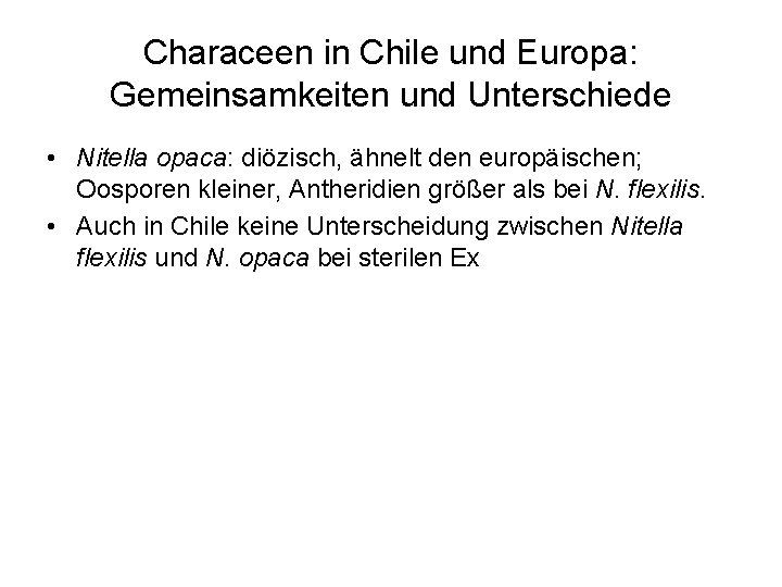 Characeen in Chile und Europa: Gemeinsamkeiten und Unterschiede • Nitella opaca: diözisch, ähnelt den