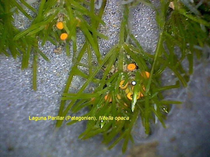 Laguna Parillar (Patagonien), Nitella opaca 