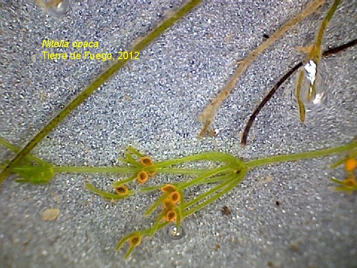 Nitella opaca Tierra de Fuego, 2012 