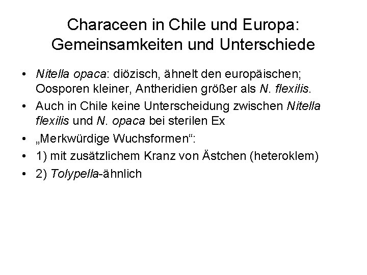 Characeen in Chile und Europa: Gemeinsamkeiten und Unterschiede • Nitella opaca: diözisch, ähnelt den